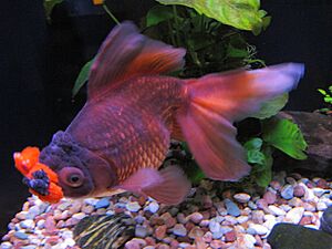 Chocolate Oranda with Red pompoms 2