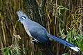 Coua cristata (Hauben-Seidenkuckuck - Crested Coua) - Weltvogelpark Walsrode 2013-08—130718 0206