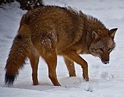 Coyote-face-snow - Virginia - ForestWander
