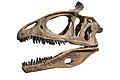 Cryolophosaurus ellioti skull (FMNH PR1821)