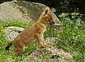 Cuon alpinus alpinus puppy