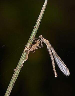 Damselfly emergence-Aralam-2016-10-29-001