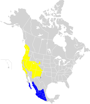 Dendroica nigrescens map.svg