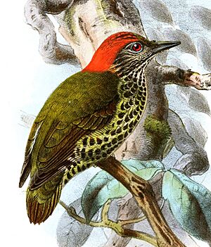 Dendropicos gabonensis Keulemans