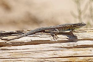 Desert Side-blotched Lizard - Uta stansburiana stejnegeri, White Sands National Monument, Alamogordo, New Mexico