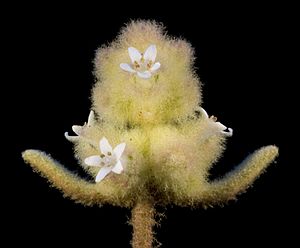 Dicrastylis brunnea - Flickr - Kevin Thiele.jpg