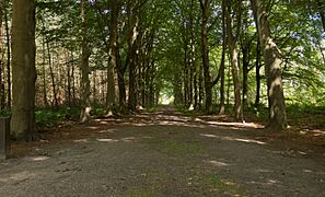 Doorn, de Dartheide IMG 6518 2020-07-12 14.47