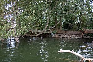 Duck Island heron