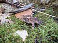 Eastern American toad (Sudden Tract)