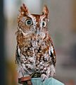 Eastern Screech-Owl (Megascops asio) RWD