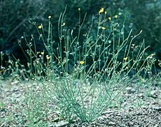 Eschscholzia minutiflora minutiflora 009