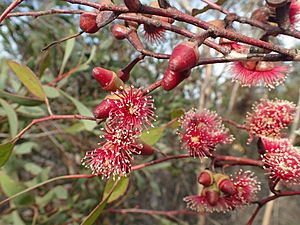 Eucalyptus cernua flowers.jpg