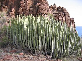 Euphorbia canariensis2