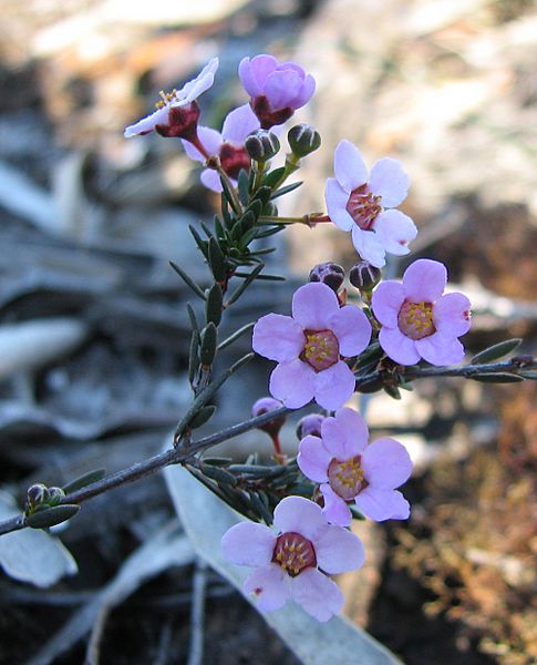 Euryomyrtus ramosissima