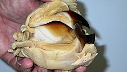 Extracted giant squid beak