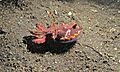 Flamboyant Cuttlefish (Ascarosepion pfefferi) (6059851762)