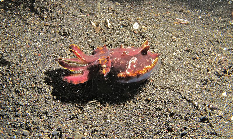 Flamboyant Cuttlefish (Ascarosepion pfefferi) (6059851762)