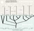 Flavonoids Biochemistry