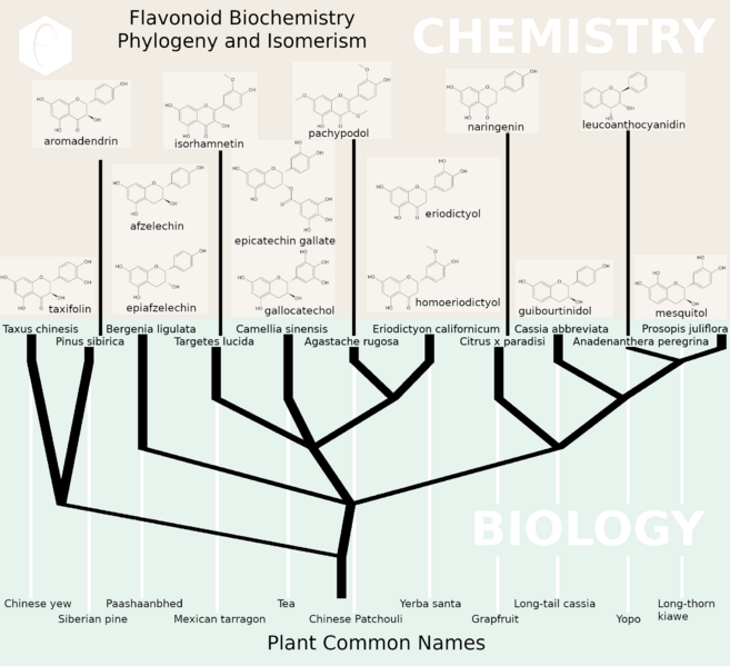 Flavonoids Biochemistry