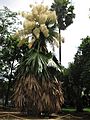 Flowering Talipot Palm 06