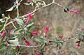 Fuchsia microphylla (9536260928)