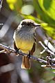 Galapagos-flycatcher-front-floreana