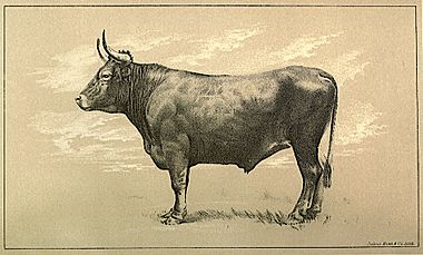 Galician ox