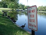 Geese, and a DO NOT FEED THE GEESE sign (Edgemont Memorial Park, 2006)