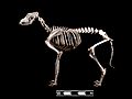 German Shepherd dog. “Canis lupus familiaris”
