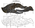 Gigantoraptor lower jaw (left side)
