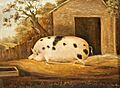 Gloucester Old Spot by John Miles 1834