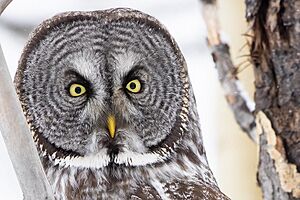 Great Grey Owl face