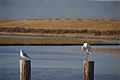 Greater egret and gull on pilings