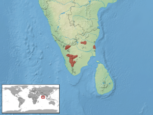 Hemiphyllodactylus aurantiacus distribution.png