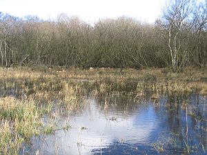High water levels in Broad Fen, Dilham, Norfolk - geograph.org.uk - 319595.jpg
