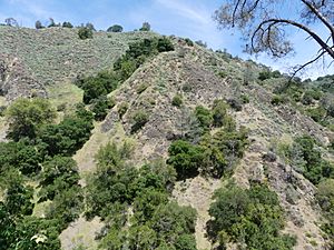 Hillside at Alum Rock Park, San Jose, California