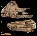 Holotypes of Ferrodraco, Mythunga and Aussiedraco