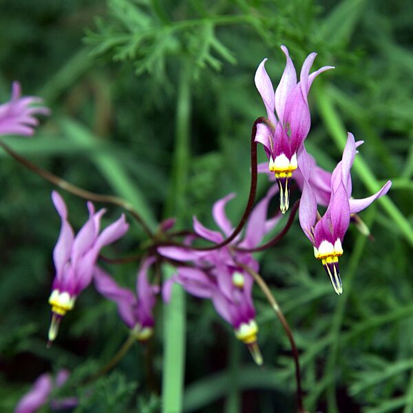 IMG 5511-Dodecatheon conjugens