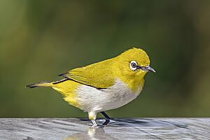 Indian white-eye Facts for Kids