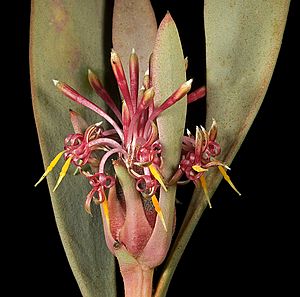 Isopogon pruinosus subsp. glabellus - Flickr - Kevin Thiele.jpg