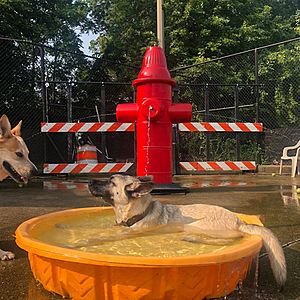 Jackson Bark - waterpark corner