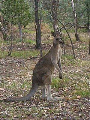 Kangaroo canberra nature park