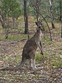 Kangaroo canberra nature park