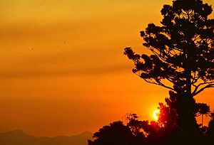 Lamington national park sunset
