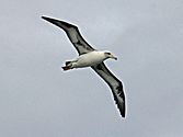 Laysan Albatross RWD3