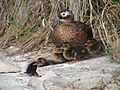 Laysan Duck Brood