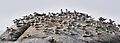 Lesser crested terns at Muzhappilangad beach