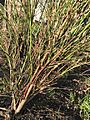 Leycesteria formosa stripped bare by Storm Arwen