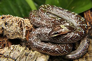 Lycodon capucinus from Pranburi Forest Park