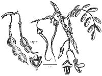 MAMANE, Sophora chrysophylla